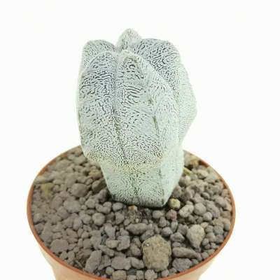Astrophytum myriostigma cv. Onzuka columnare - Giromagi