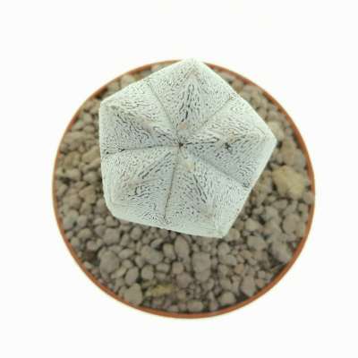 Astrophytum myriostigma cv. Onzuka columnare - Giromagi