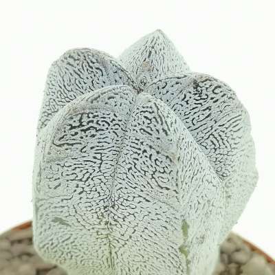 Astrophytum myriostigma cv. Onzuka columnare - Giromagi