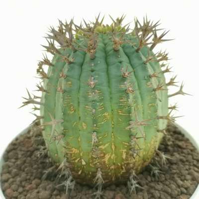 Euphorbia stellispina - Giromagi