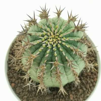 Euphorbia stellispina - Giromagi