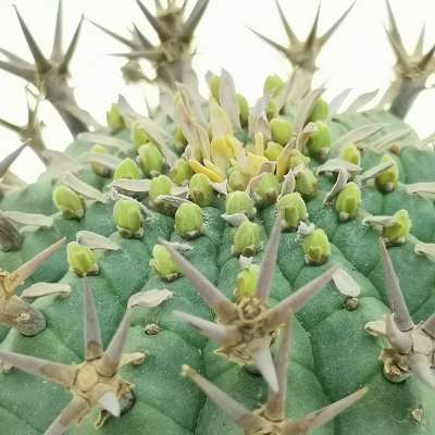 Euphorbia stellispina - Giromagi