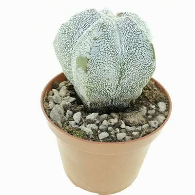 Astrophytum myriostigma cv. Onzuka v-type - Giromagi