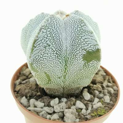 Astrophytum myriostigma cv. Onzuka v-type - Giromagi