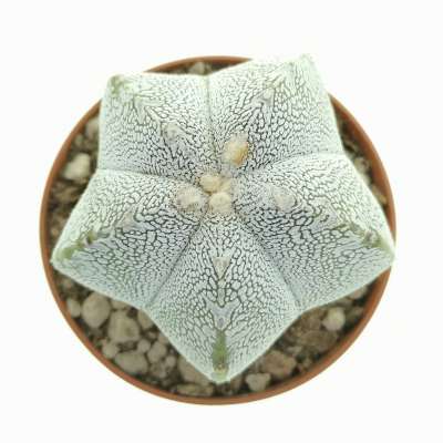 Astrophytum myriostigma cv. Onzuka v-type - Giromagi