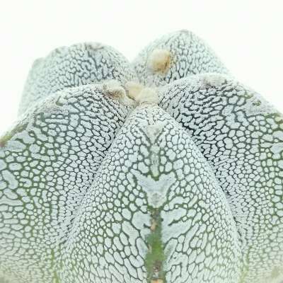 Astrophytum myriostigma cv. Onzuka v-type - Giromagi