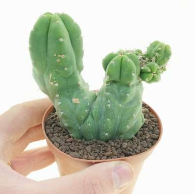 Trichocereus pachanoi f. mostruosa dicotomica prolifera