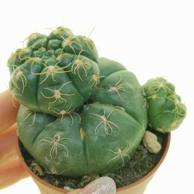Gymnocalycium denudatum f. prolifera