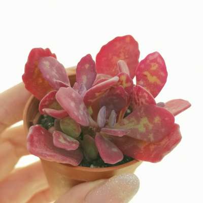 Kalanchoe humilis cv. desert surprise