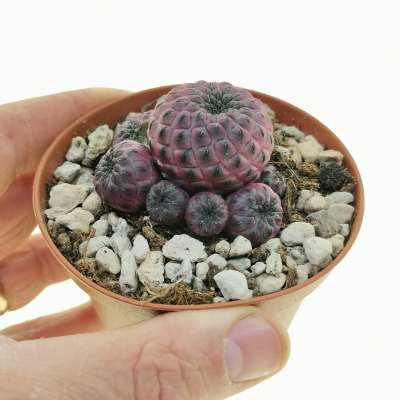 Sulcorebutia rauschii f. violacidermis - Giromagi