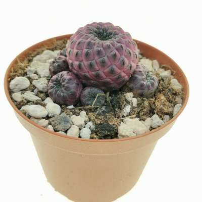 Sulcorebutia rauschii f. violacidermis - Giromagi