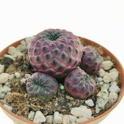 Sulcorebutia rauschii f. violacidermis - Giromagi