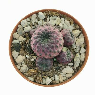 Sulcorebutia rauschii f. violacidermis - Giromagi