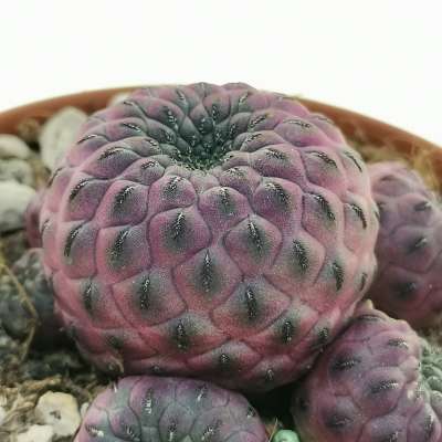 Sulcorebutia rauschii f. violacidermis - Giromagi