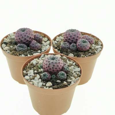 Sulcorebutia rauschii f. violacidermis - Giromagi