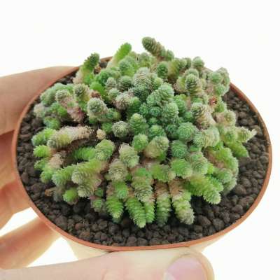 Sedum humifusum