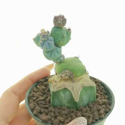Myrtillocactus geometrizans f. mostruosa Stacker