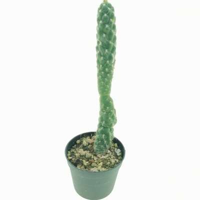 Opuntia cylindrica - Giromagi