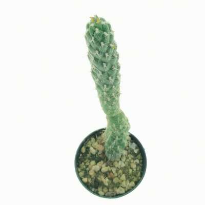 Opuntia cylindrica - Giromagi