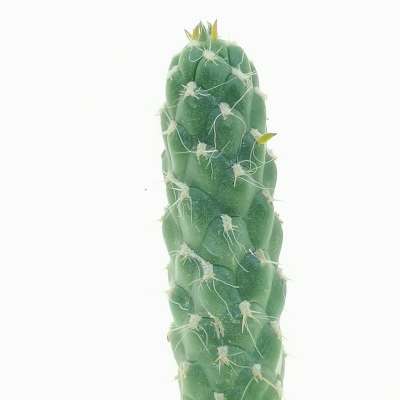 Opuntia cylindrica - Giromagi