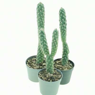 Opuntia cylindrica - Giromagi