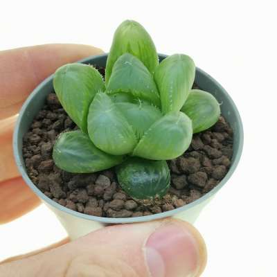 Haworthia cooperi var. obtusa