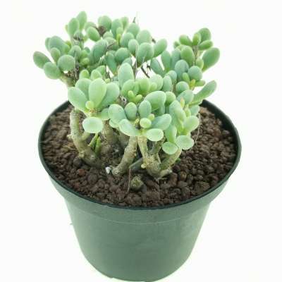 Tylecodon schaeferianus - Giromagi