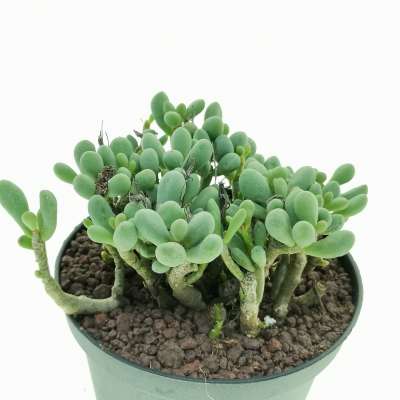 Tylecodon schaeferianus - Giromagi