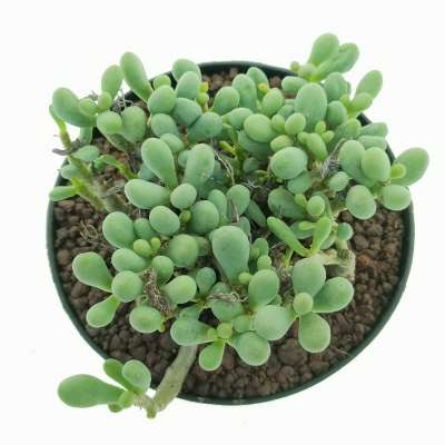 Tylecodon schaeferianus - Giromagi