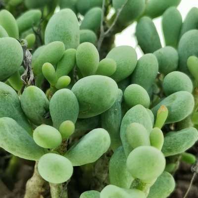 Tylecodon schaeferianus - Giromagi