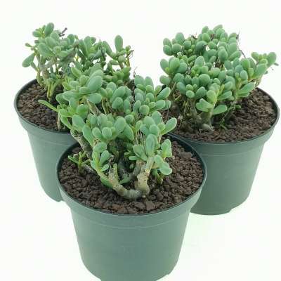 Tylecodon schaeferianus - Giromagi