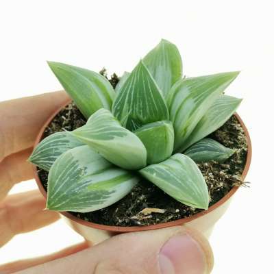 Haworthia magnifica variegata