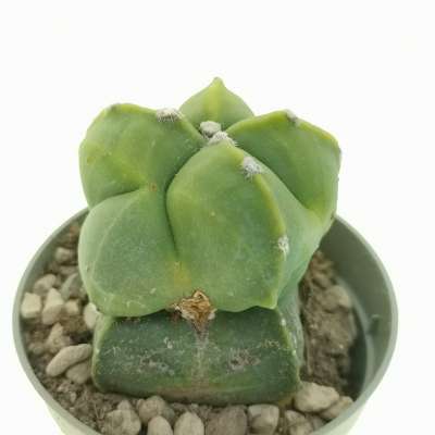 Astrophytum myriostigma var. nudum f. prolifera - Giromagi