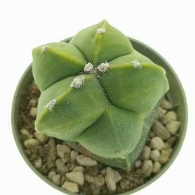 Astrophytum myriostigma var. nudum f. prolifera - Giromagi