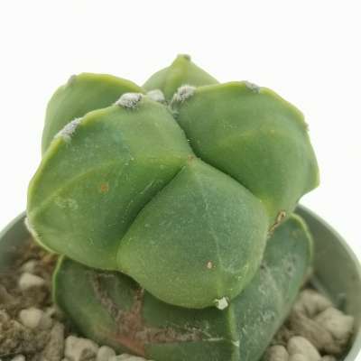 Astrophytum myriostigma var. nudum f. prolifera - Giromagi