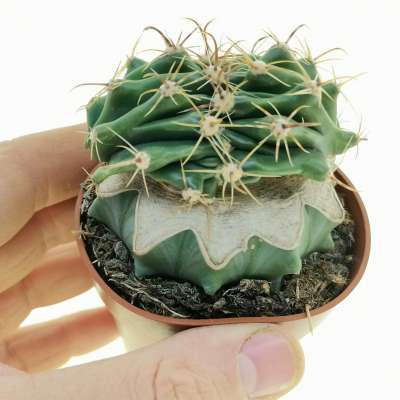 Ferocactus horridus f. crestata