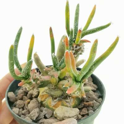 Astrophytum digitostigma caput-medusae f. variegata