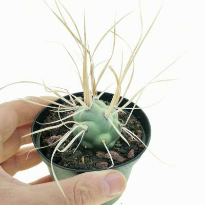 Tephrocactus aoracanthus var. paediophilus