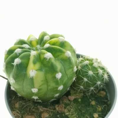 Echinopsis subdenudata f. variegata - Giromagi