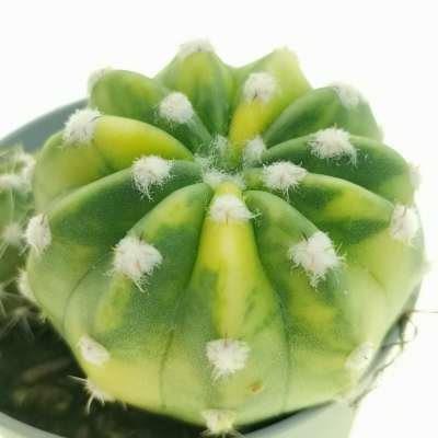 Echinopsis subdenudata f. variegata - Giromagi