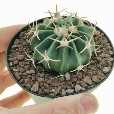 Echinocactus texensis