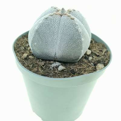 Astrophytum myriostigma cv. Onzuka var. quadricostatum v-type - Giromagi