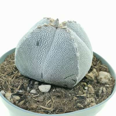 Astrophytum myriostigma cv. Onzuka var. quadricostatum v-type - Giromagi