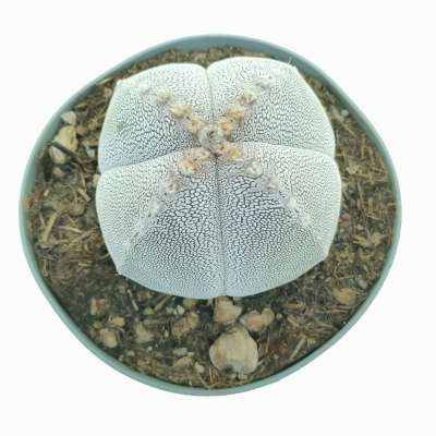 Astrophytum myriostigma cv. Onzuka var. quadricostatum v-type - Giromagi