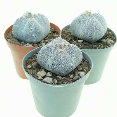Astrophytum myriostigma cv. Onzuka var. quadricostatum v-type - Giromagi