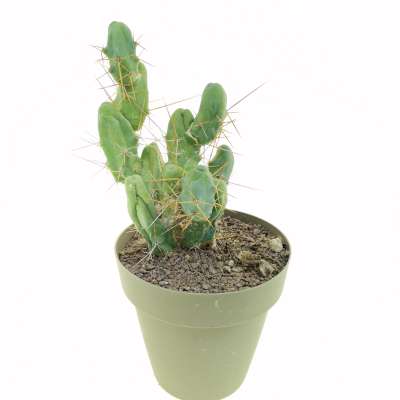 Trichocereus bridgesii mostruoso
