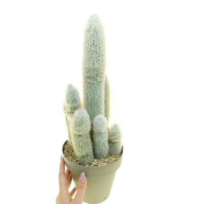 Austrocephalocereus dybowskii