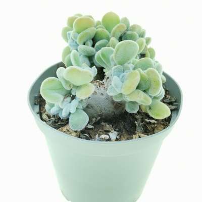 Echeveria pulvinata 'Frosty' f. crestata - Giromagi