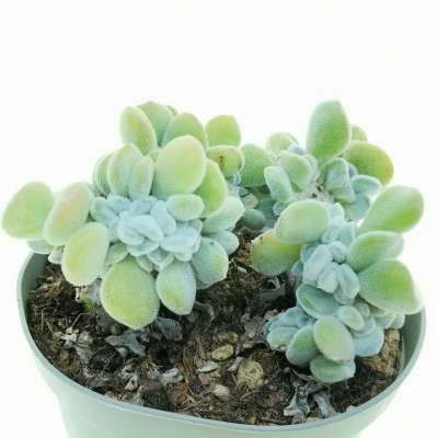 Echeveria pulvinata 'Frosty' f. crestata - Giromagi