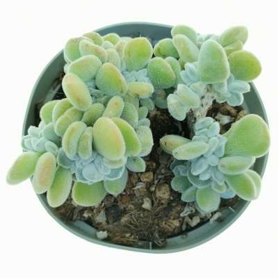 Echeveria pulvinata 'Frosty' f. crestata - Giromagi